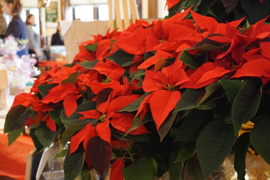 PG Poinsettia Sales 2020